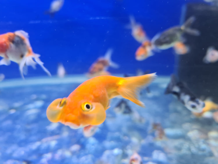 Fancy goldfish