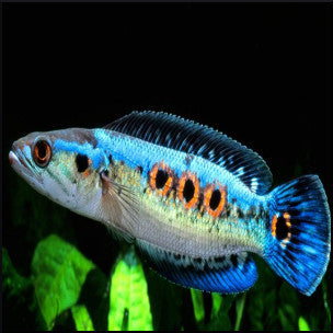 Tropical fish / Channa (snakeheads) – Fish Tank Limited