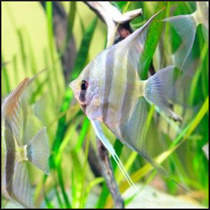 Angelfish