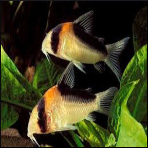 Corydoras catfish