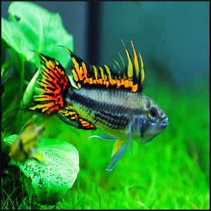 Dwarf cichlids