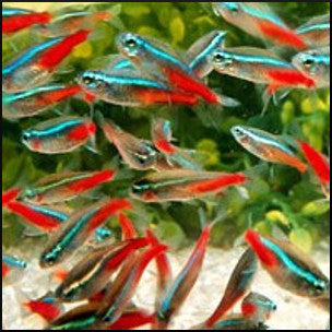 Tetras