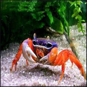 Crabs/Crayfish