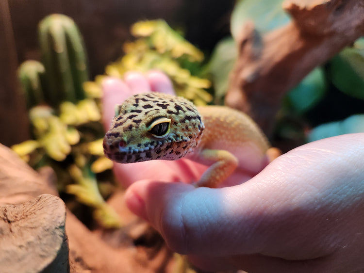 Leopard Geckos