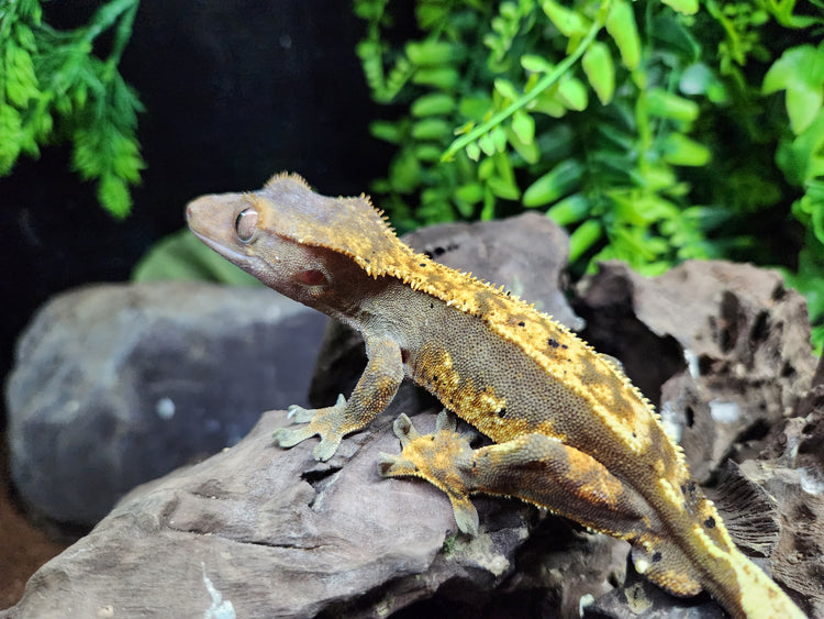 Crested Geckos