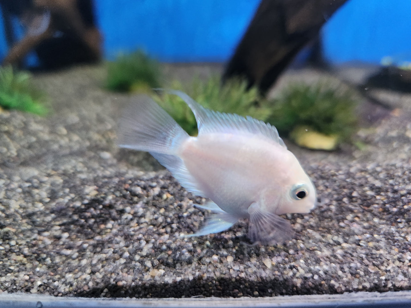 Platinum polar parrot fish