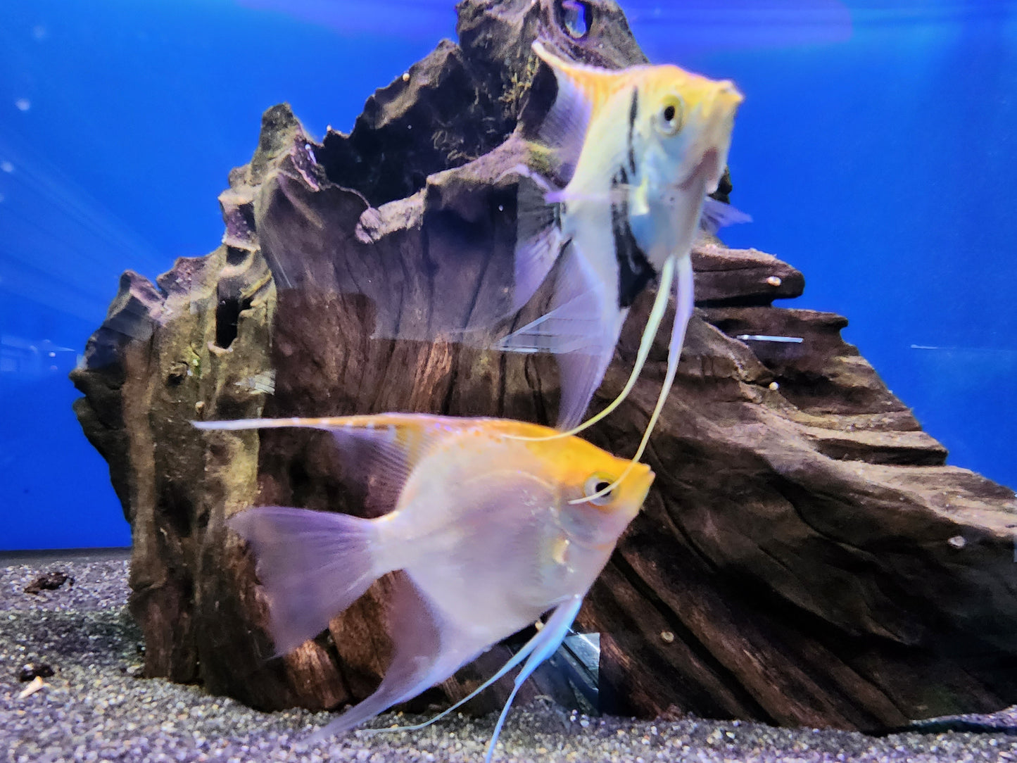 Mixed angel fish 7-10cm