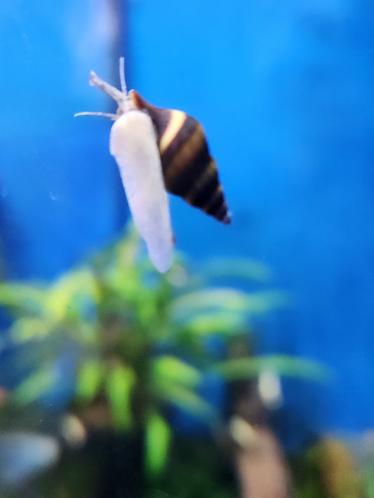 Assassin snail