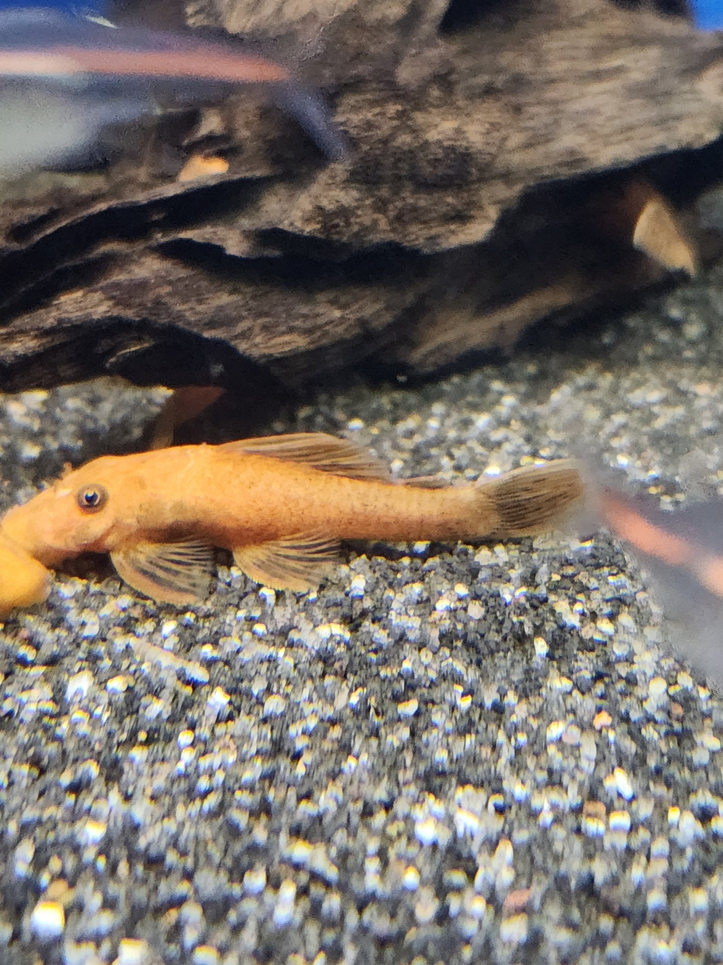 Super red Bristle nose pleco 5-7cm