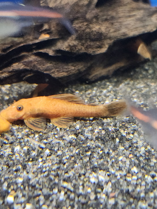 Super red Bristle nose pleco 5-7cm