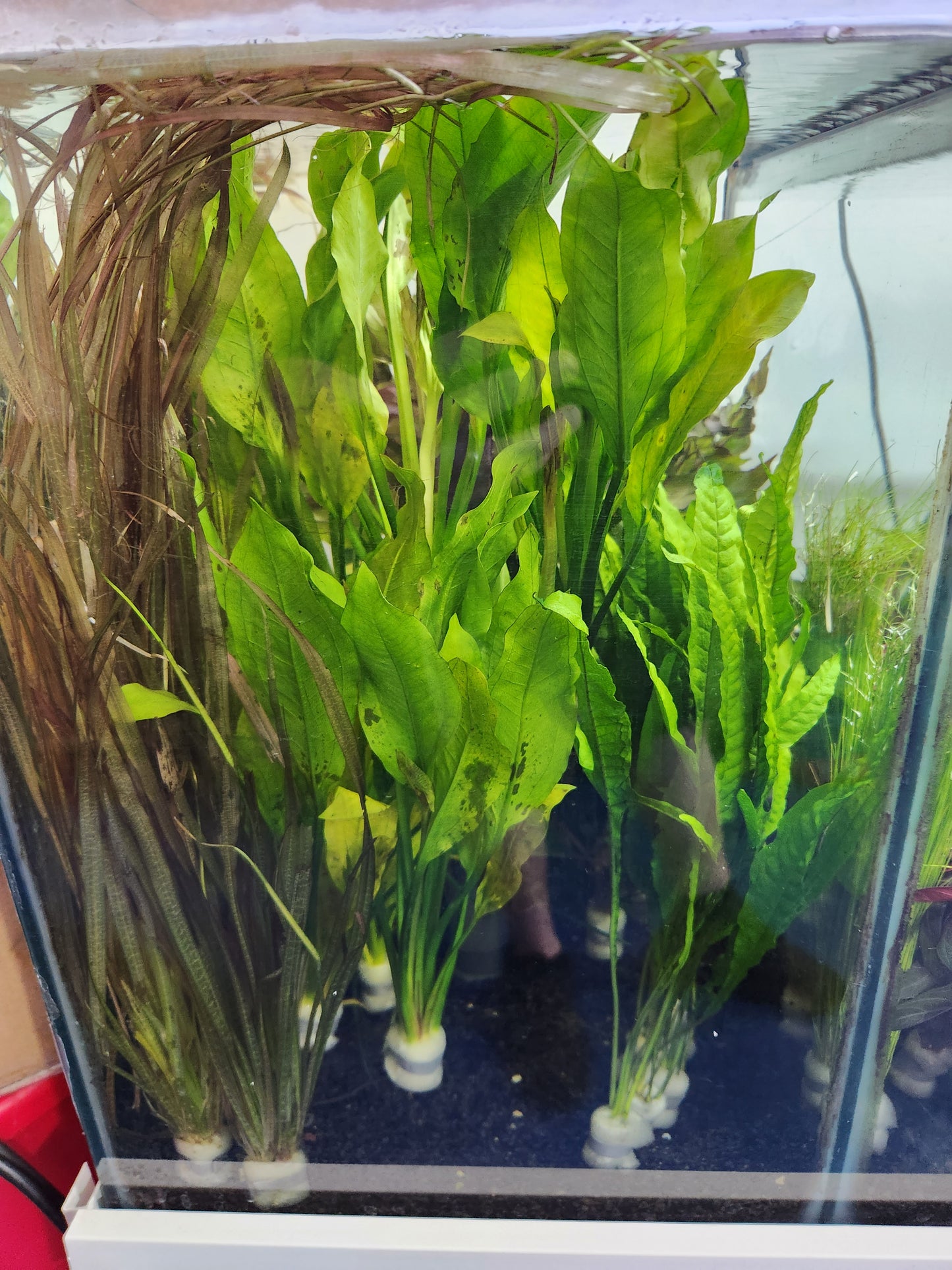 Bunched aquatic plants