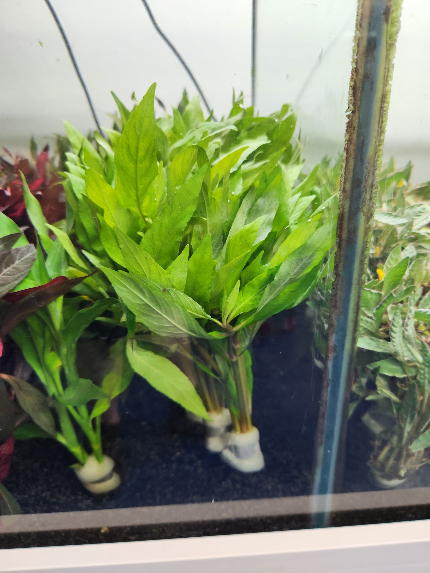 Bunched aquatic plants