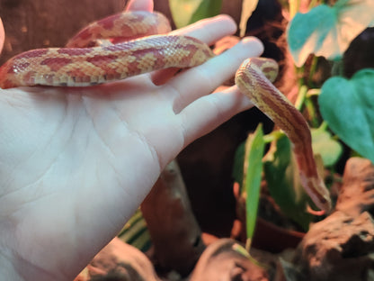 Caramel Anery / Motley Stripe Corn Snake