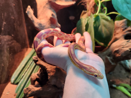 Caramel Anery / Motley Stripe Corn Snake