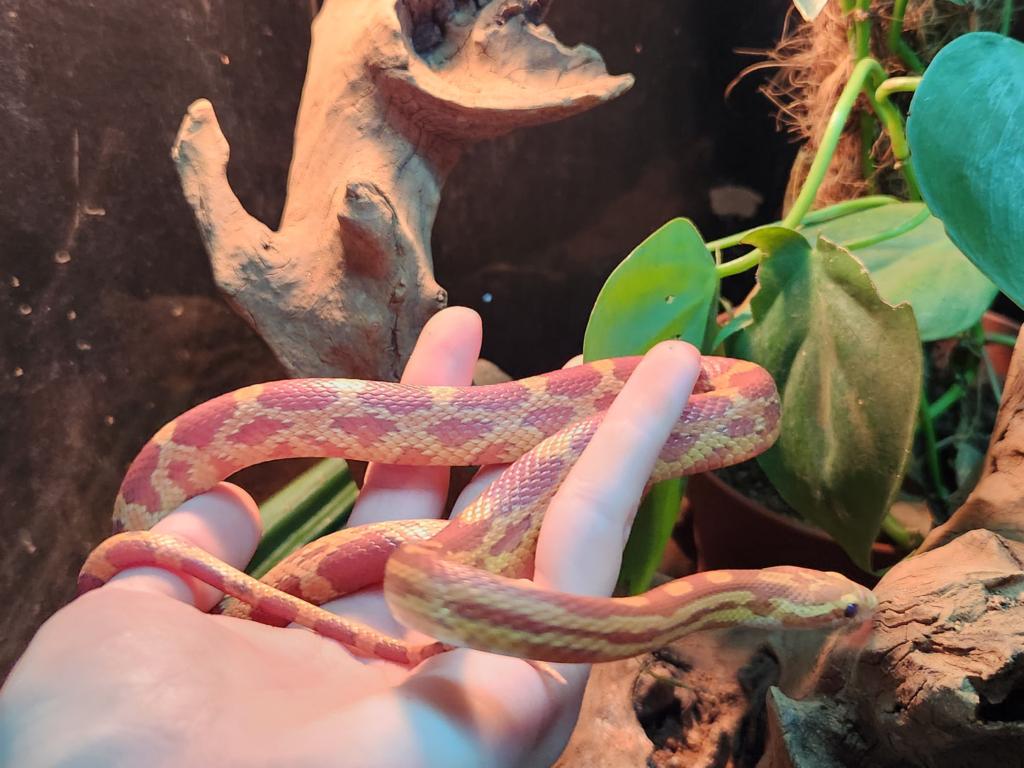 Caramel Anery / Motley Stripe Corn Snake