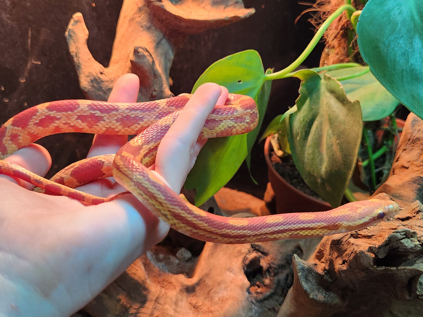 Caramel Anery / Motley Stripe Corn Snake