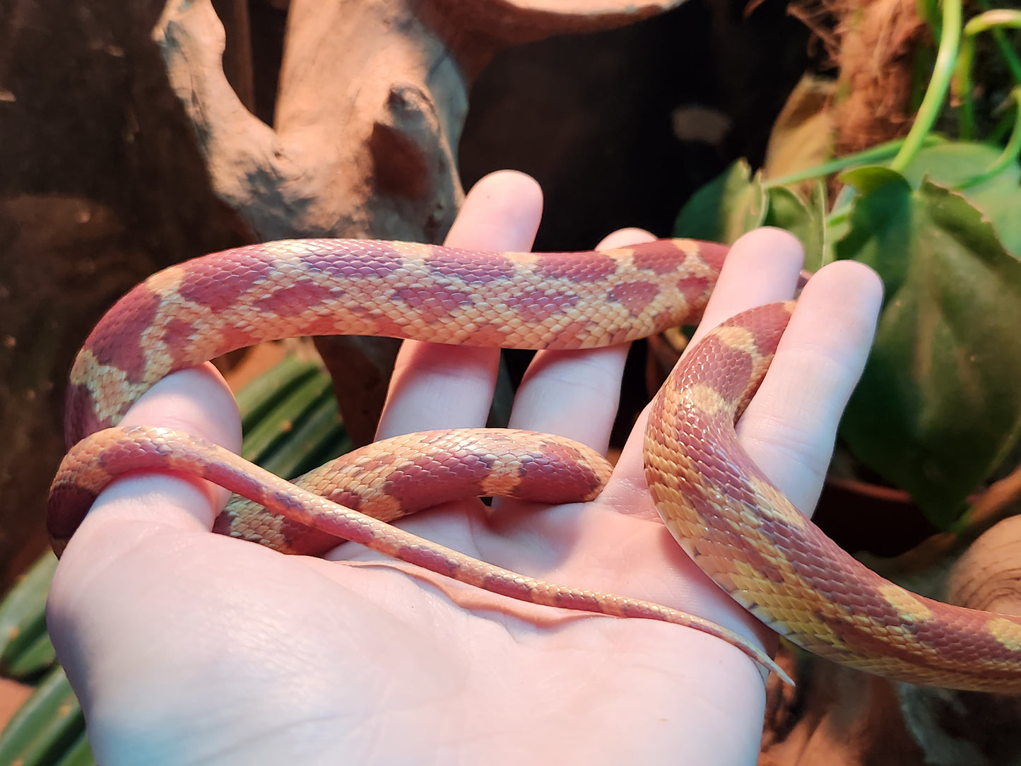 Caramel Anery / Motley Stripe Corn Snake