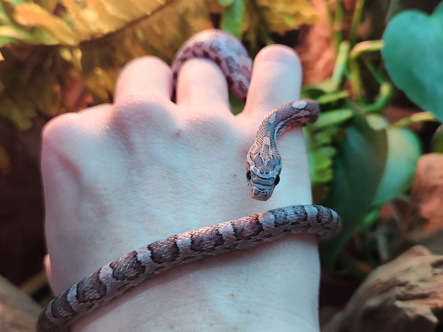 Anerythristic / Charcoal Corn Snake