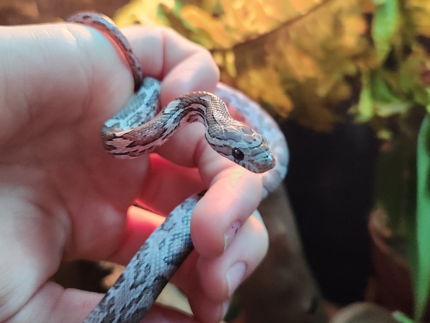 Anerythristic / Charcoal Corn Snake