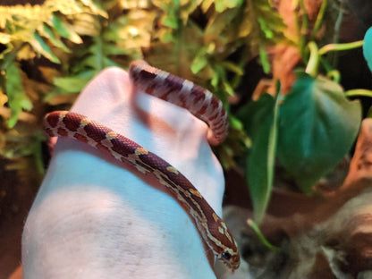 Normal / Carolina Corn Snake