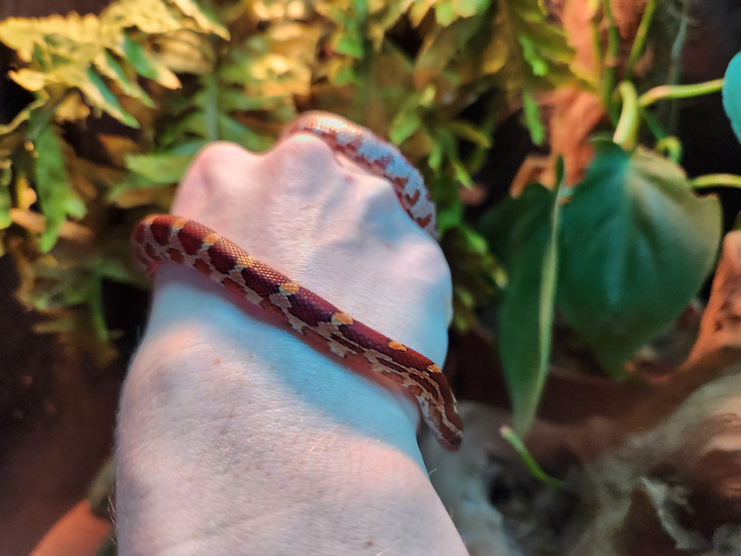 Normal / Carolina Corn Snake