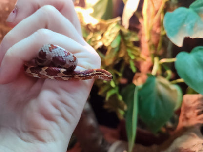 Normal / Carolina Corn Snake