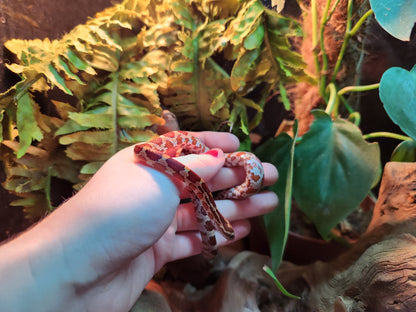 Normal / Carolina Corn Snake