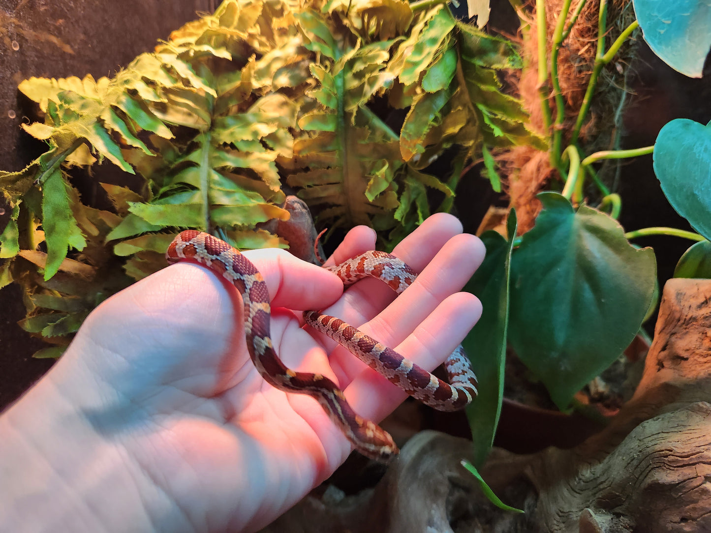 Normal / Carolina Corn Snake