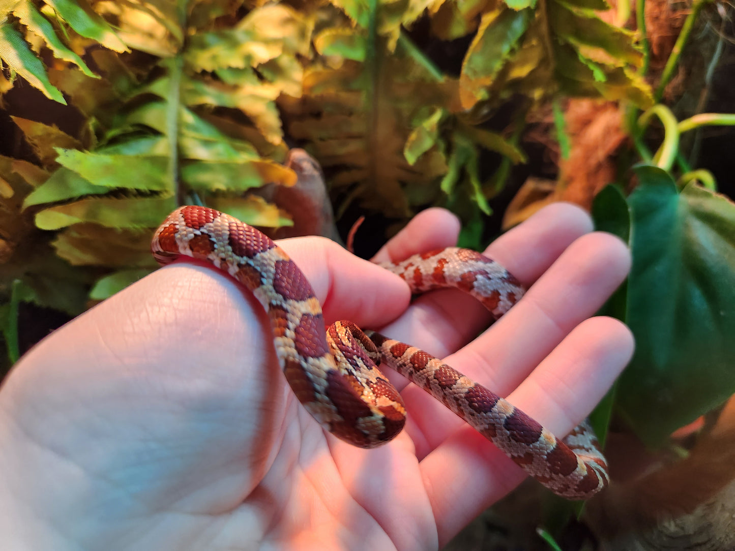 Normal / Carolina Corn Snake