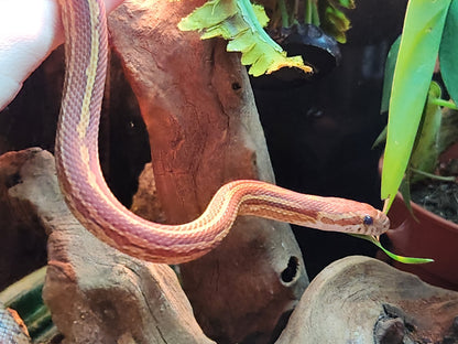 Tessera / Stripe Corn Snake