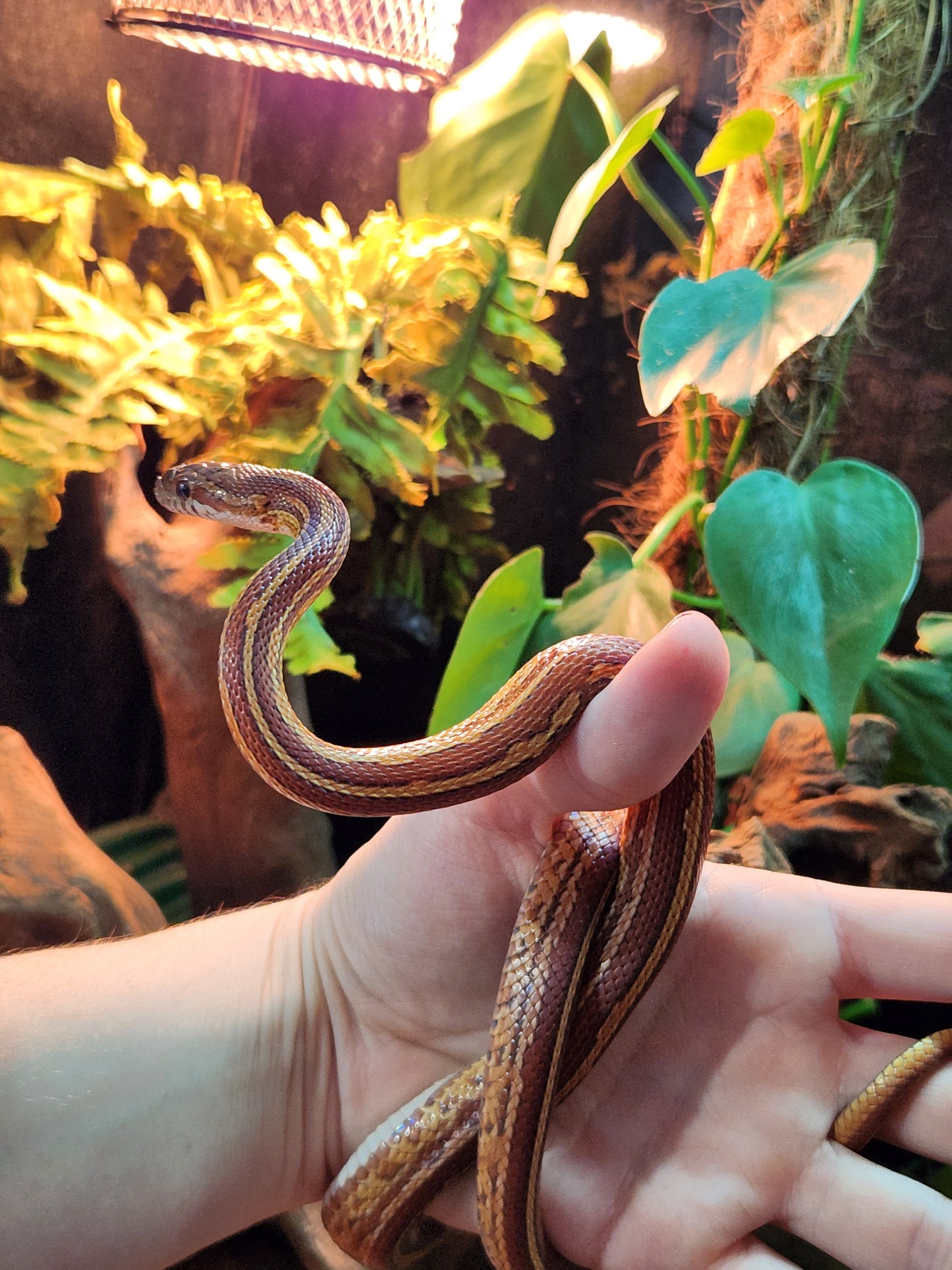 Tessera / Stripe Corn Snake