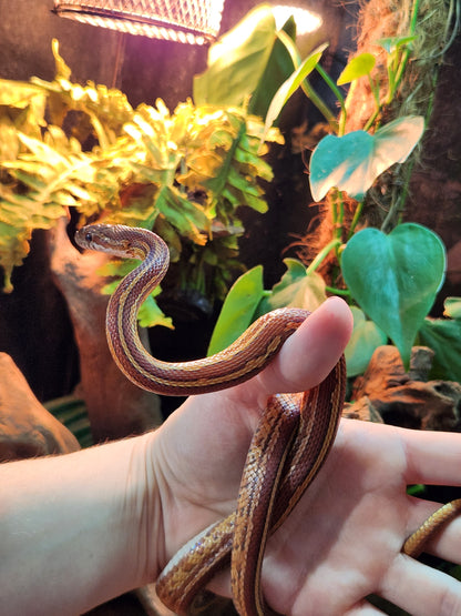 Tessera / Stripe Corn Snake