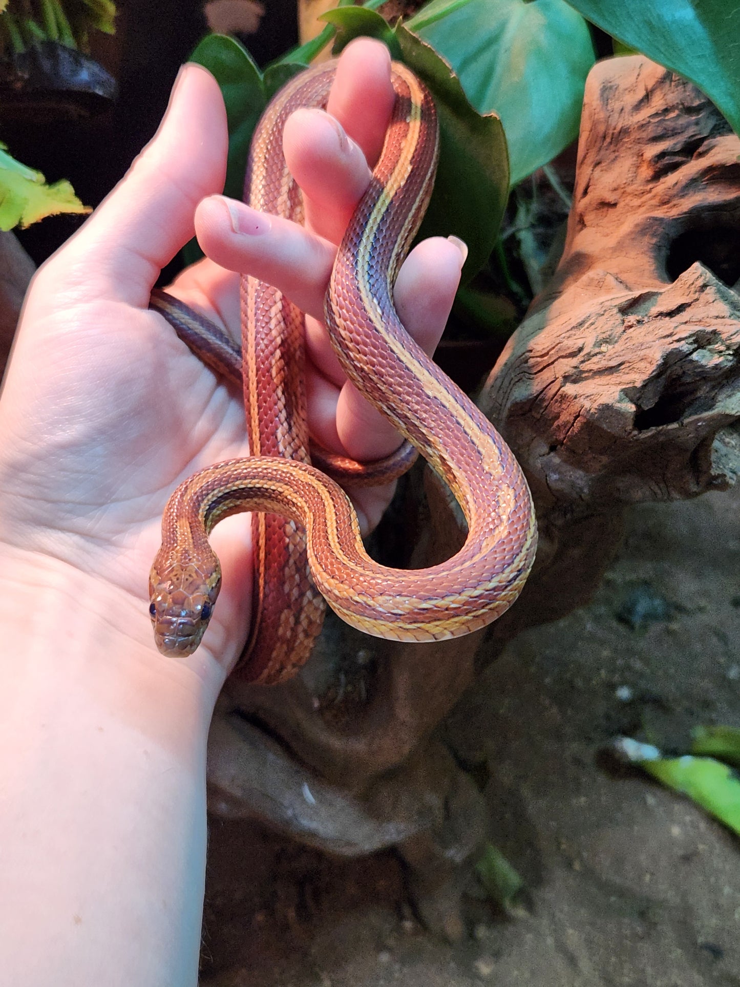 Tessera / Stripe Corn Snake