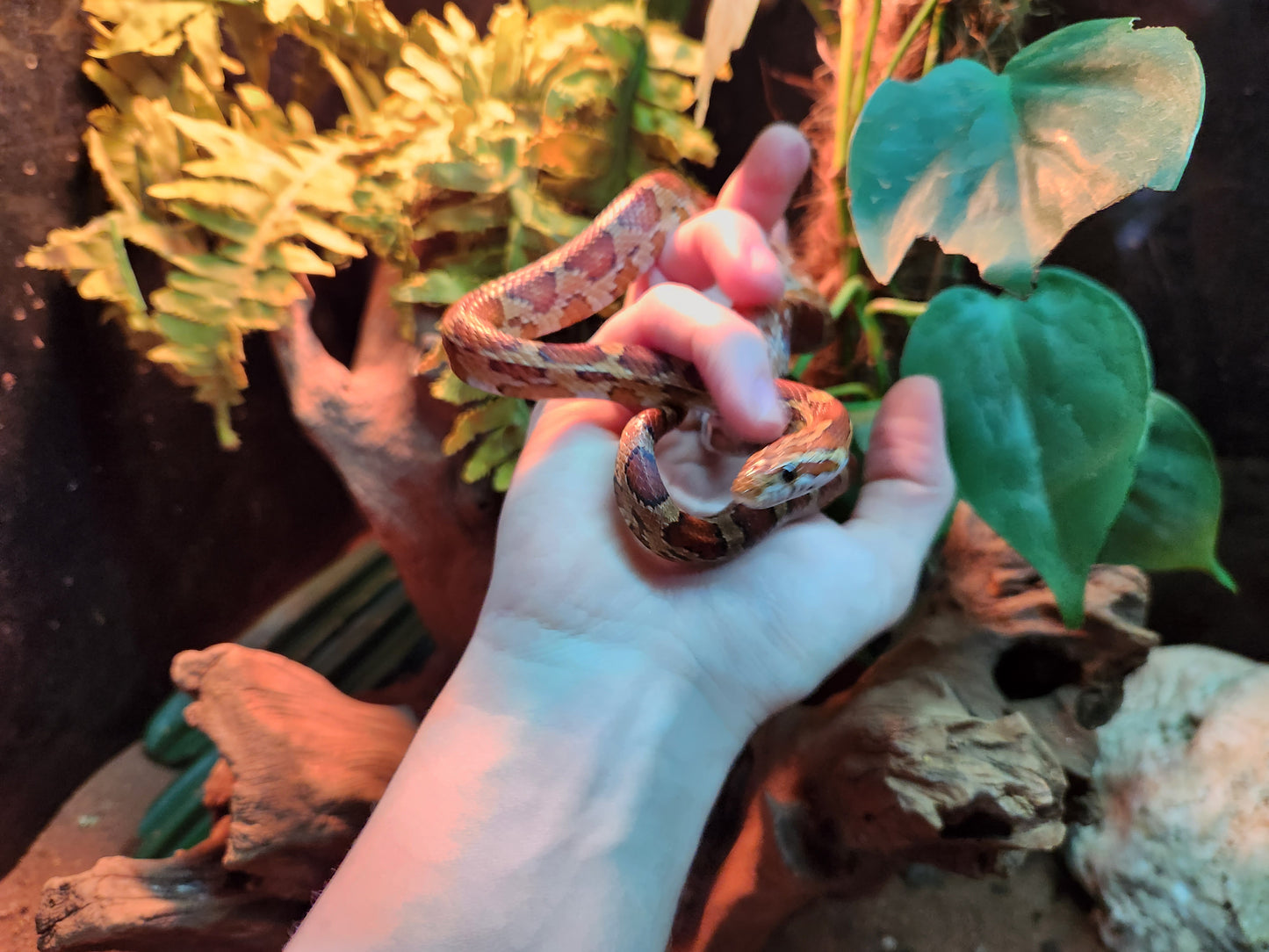 Normal / Carolina Corn Snake