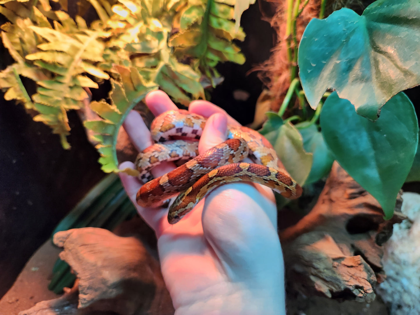 Normal / Carolina Corn Snake