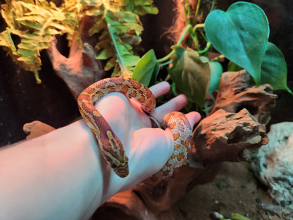 Normal / Carolina Corn Snake