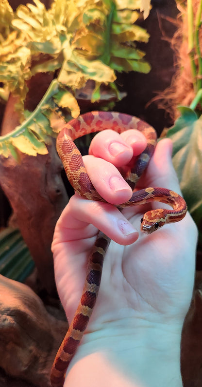 Normal / Hypo Corn Snake