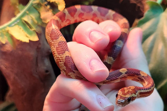 Normal / Hypo Corn Snake