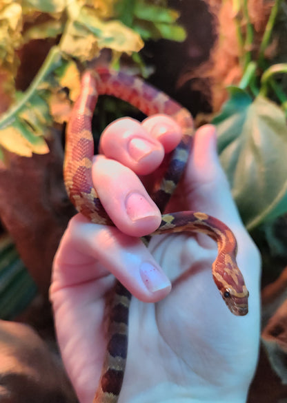 Normal / Hypo Corn Snake