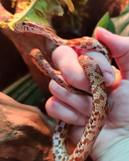 Normal / Hypo Corn Snake