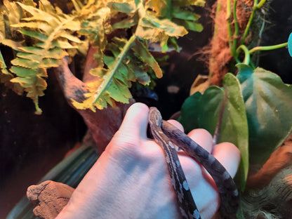 Anerythristic Corn Snake