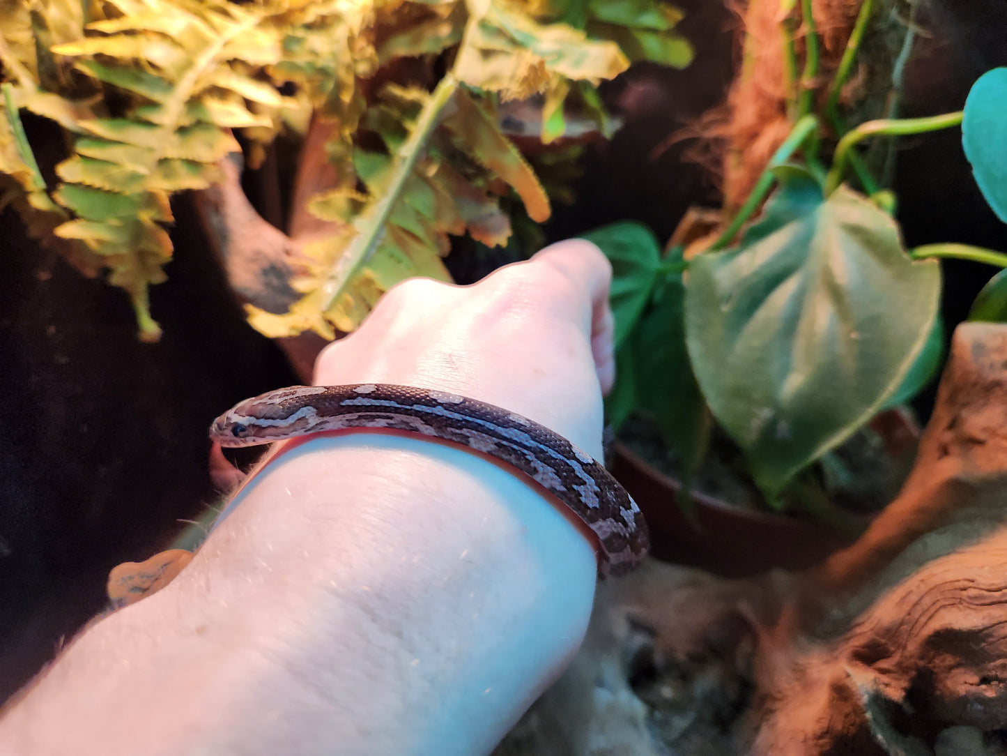 Anerythristic Corn Snake