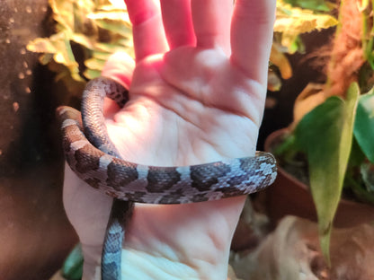 Anerythristic Corn Snake