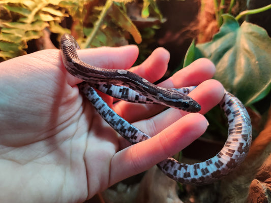 Anerythristic Corn Snake