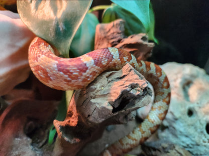 Amel / Hypo Corn Snake