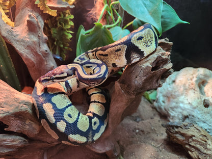 Gold Blush Royal Python