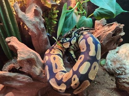 Gold Blush Royal Python