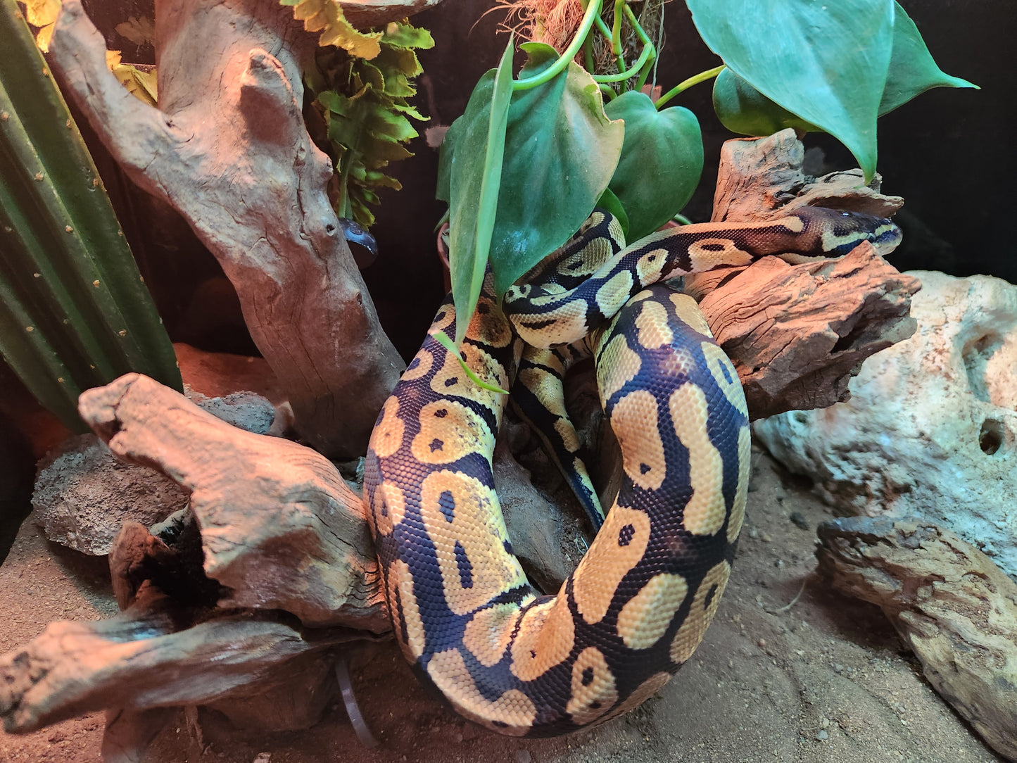 Gold Blush Royal Python