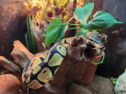 Gold Blush Royal Python