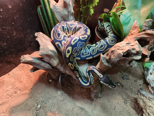 Pastel Royal Python